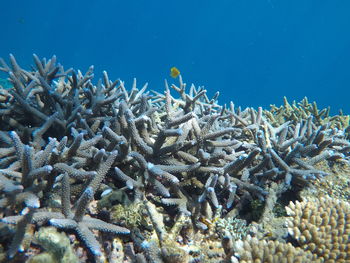 View of fish in sea