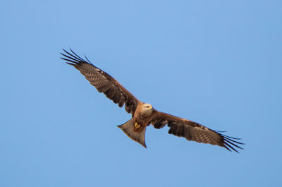 Low angle view of eagle flying against clear blue sky