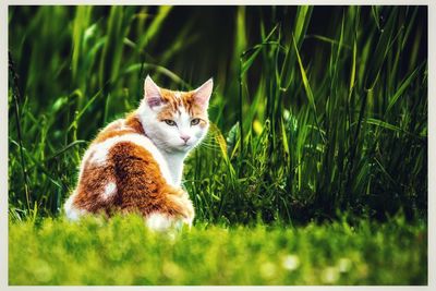 Cat lying on grass