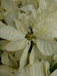 Close-up of white flowers