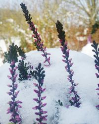 Close-up of snow on plant during winter