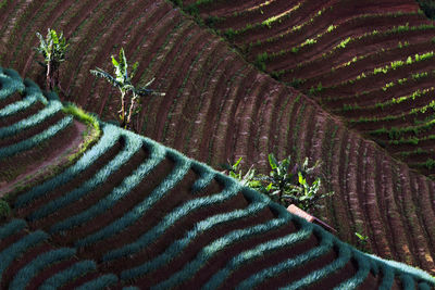 High angle view of corn field