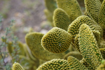 Close-up of succulent plant