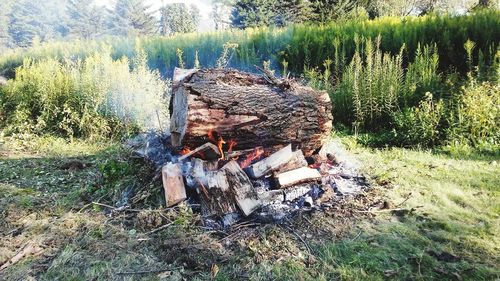 Stack of logs in forest