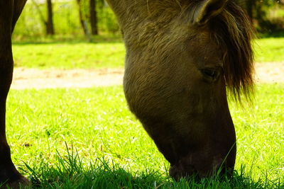 Close-up of a horse grazing in field