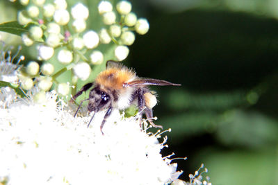 Close-up of bee pollinating on flower