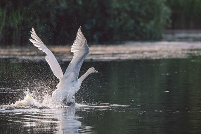 Swan on a lake