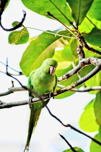 Low angle view of parrot perching on tree against sky
