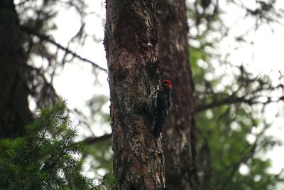 Low angle view of a bird on tree