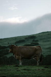 Side view of a cow on field