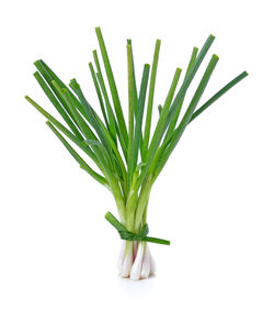 Close-up of plant against white background