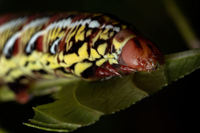 Close-up of insect on leaf