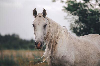 Close-up of horse against sky