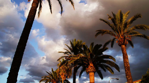 Low angle view of palm trees against cloudy sky