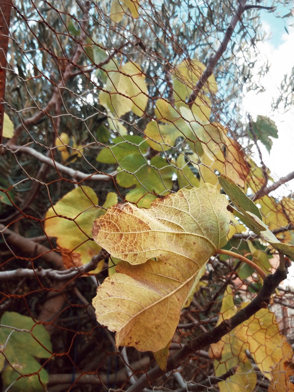 LOW ANGLE VIEW OF TREE WITH AUTUMN LEAVES