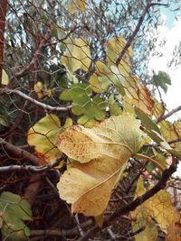 Low angle view of dry leaves on tree