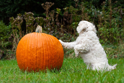 View of a dog on field