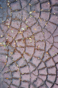 Full frame shot of tiled floor