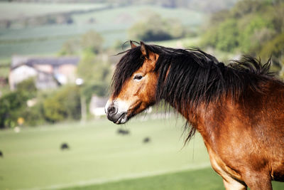 Close-up of a horse in field