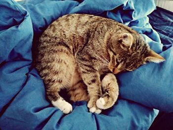 High angle view of cat sleeping on bed