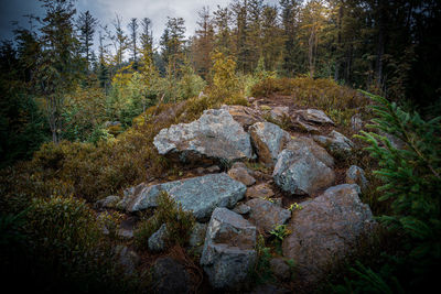 Stream flowing through rocks in forest