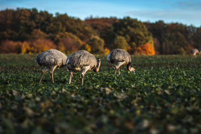 Birds on grassy field 