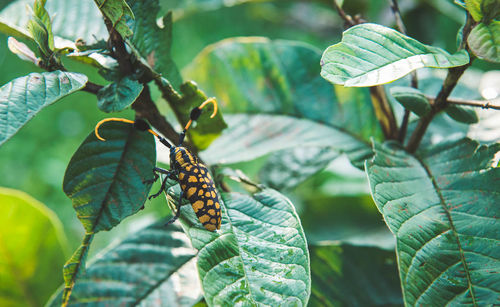 Close-up of butterfly on plant