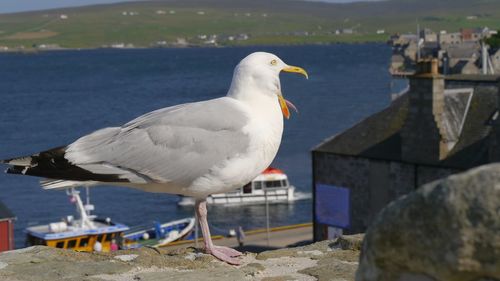 Perching seagull at harbor of invergordon