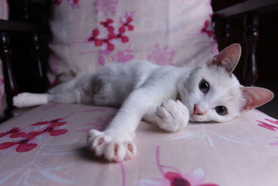 Portrait of cat lying on bed at home