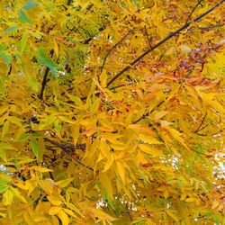 Low angle view of maple tree