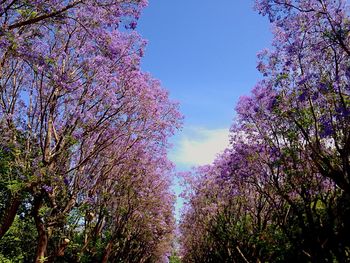 Low angle view of tree against blue sky