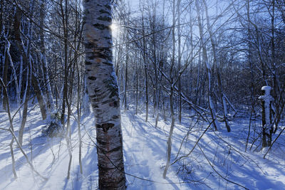 Bare trees on snow covered land