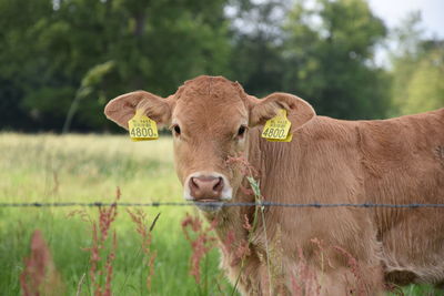 Portrait of cow on field