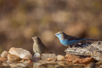 Close-up of birds perching on rock