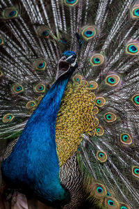 Close-up of peacock