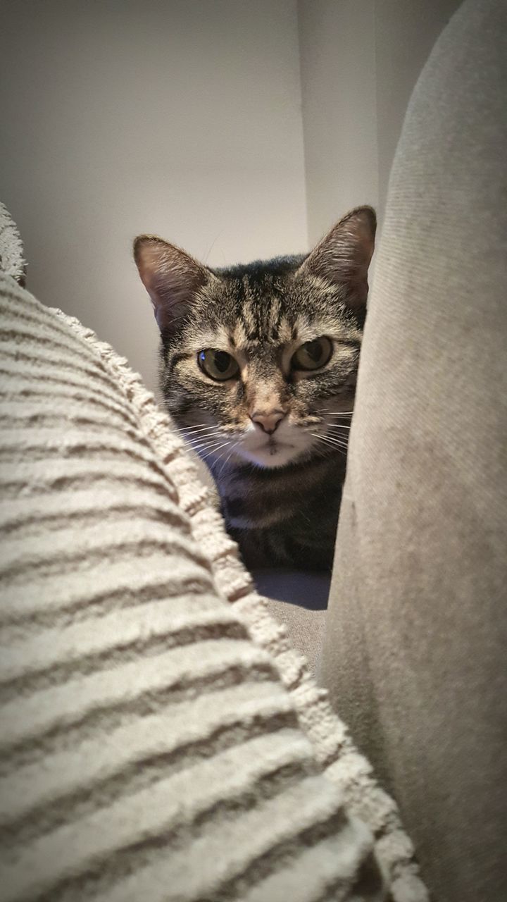 CLOSE-UP PORTRAIT OF CAT SITTING ON FLOOR