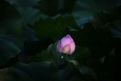 Close-up of pink water lily