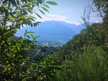 Scenic view of tree mountains against sky