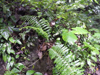 Close-up of green leaves