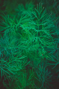 Full frame shot of fresh green plants