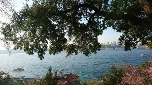 Tree by river against sky in city