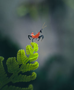 Little mantis on the leaf