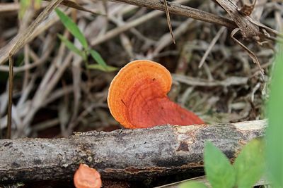 Close-up of orange mushroom growing on tree