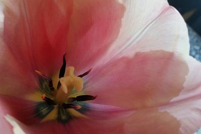 Close-up of pink rose