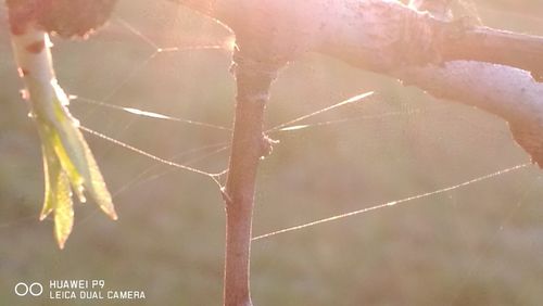 Close-up of spider web on plant