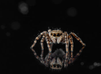 Close-up of spider
