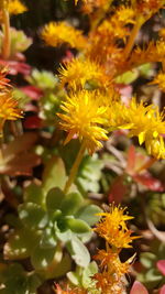 Close-up of yellow flowering plant