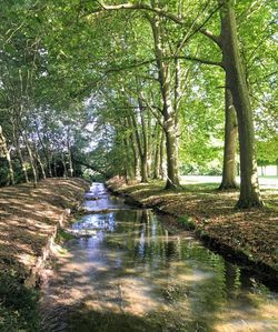 Canal amidst trees in forest