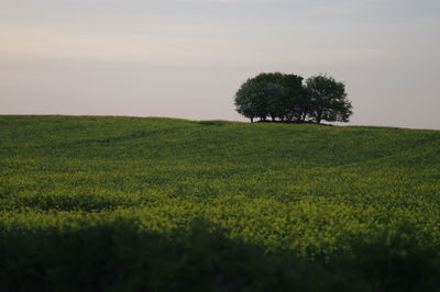 Trees on field against sky