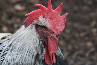 Close-up of rooster